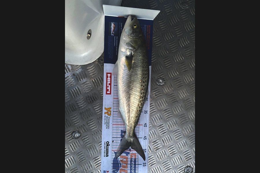 Eric Vasquez caught this 48cm Kahawai at Kaipara  during The Hirepool Baitmates Fishing Comp