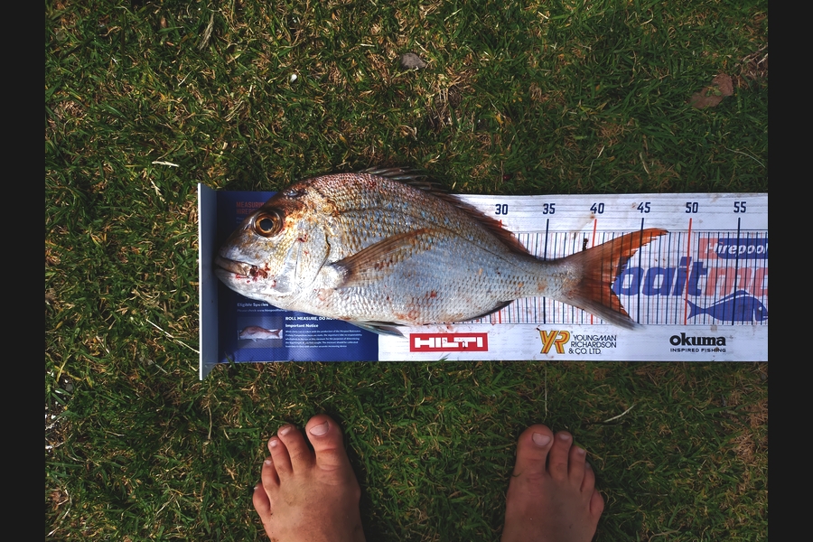 Andrew Cornelder caught this 42cm Snapper at Coromandal during The Hirepool Baitmates Fishing Comp