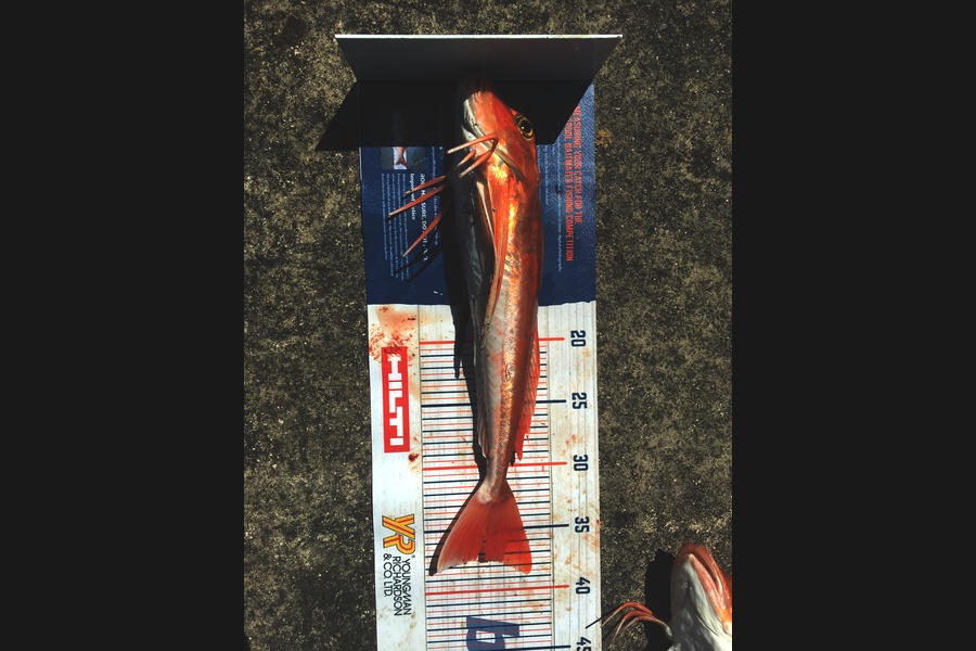 Phill Probyn caught this 37.5cm Gurnard at Mokau during The Hirepool Baitmates Fishing Comp