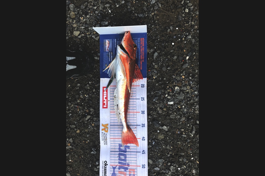 Finlay  Main caught this 42.0cm Gurnard at Wellington  during The Hirepool Baitmates Fishing Comp