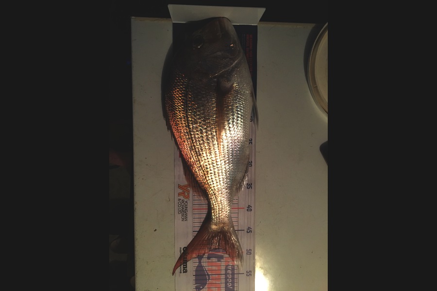 Todd Warmington  caught this 49cm Snapper at Glinks gully  during The Hirepool Baitmates Fishing Comp