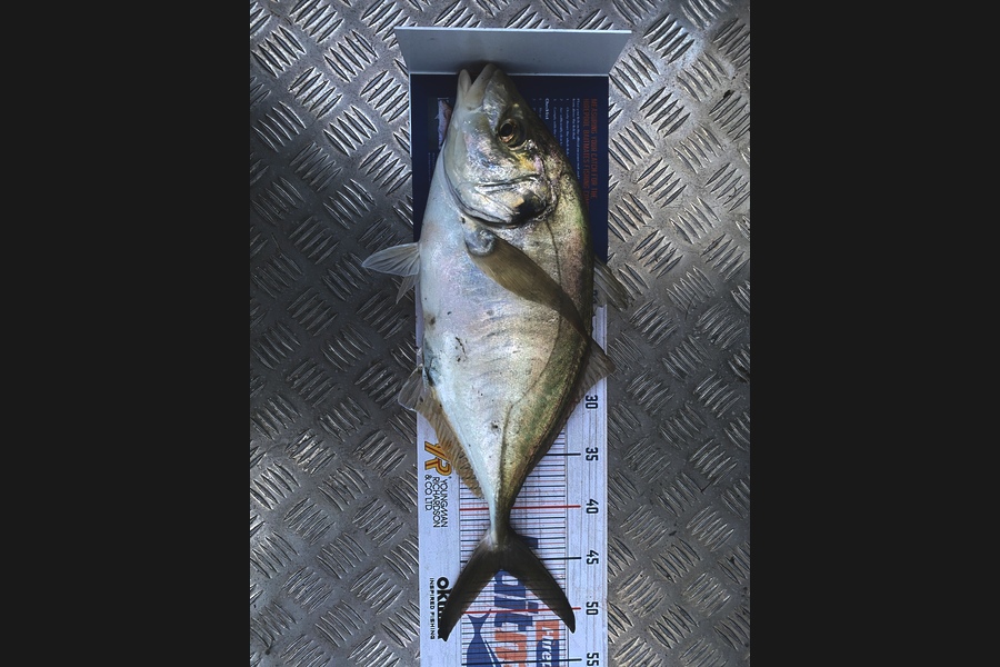 Eric Vasquez caught this 45.5cm Trevally at Kaipara  during The Hirepool Baitmates Fishing Comp