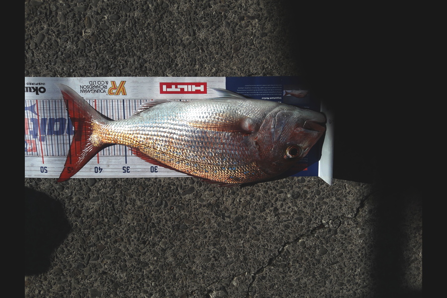 Mike Stainthorpe caught this 44cm Snapper at Whakatane during The Hirepool Baitmates Fishing Comp