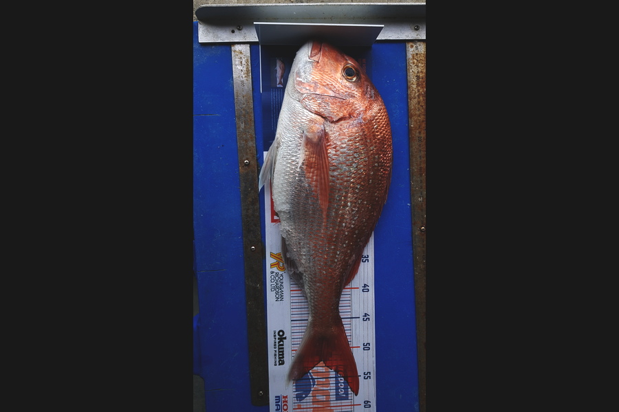 Debbie Smith caught this 52cm Snapper at Kawau  during The Hirepool Baitmates Fishing Comp