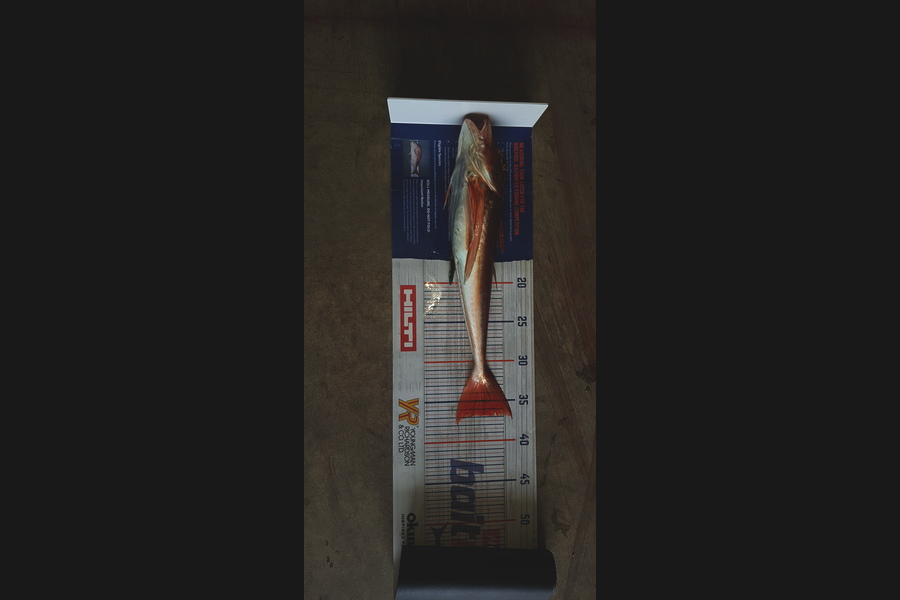Darren Nunn caught this 36.5cm Gurnard at Ohope during The Hirepool Baitmates Fishing Comp
