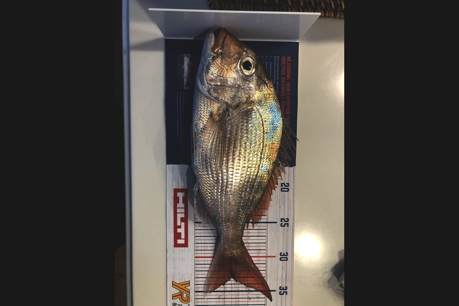 Brian Whitaker caught this 33cm Snapper at Breambay during The Hirepool Baitmates Fishing Comp