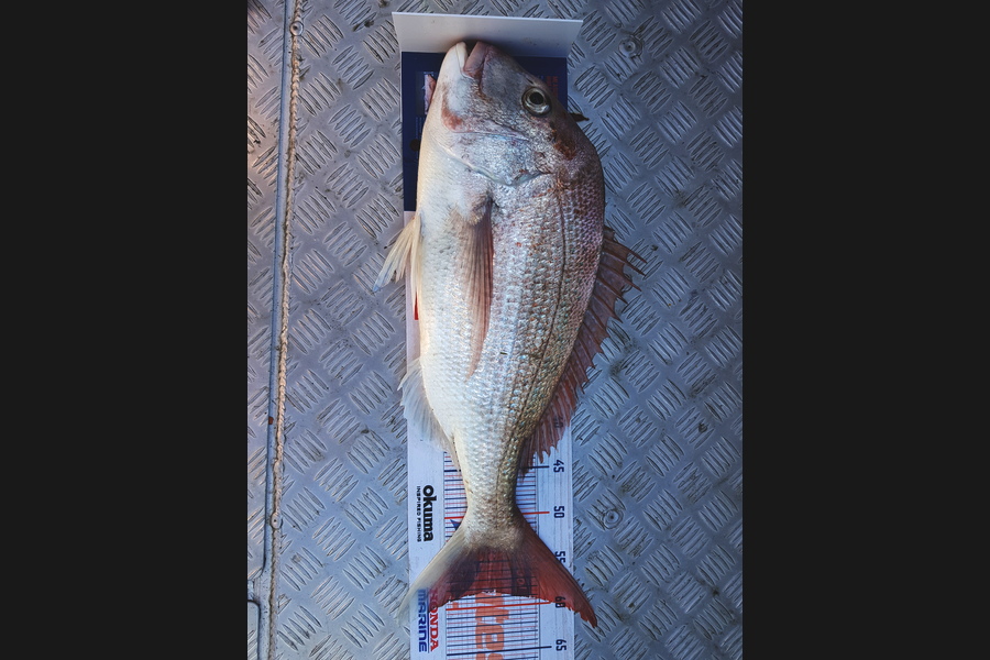 Andrew Macdonald caught this 58cm Snapper at Manukau during The Hirepool Baitmates Fishing Comp