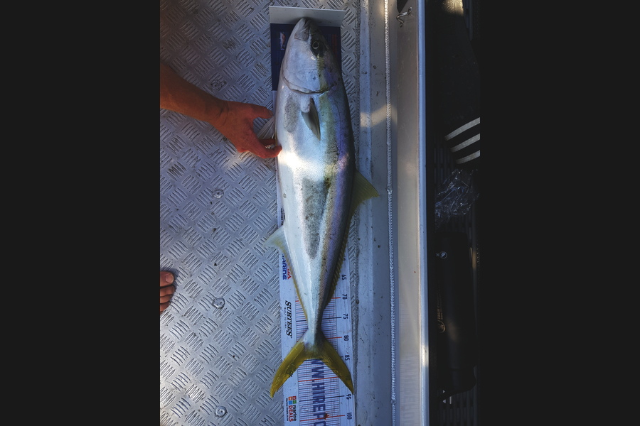 Andrew Macdonald caught this 84.5cm Kingfish at Manukau during The Hirepool Baitmates Fishing Comp