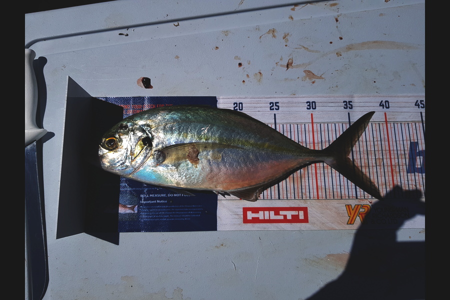 Leroy Grant caught this 34cm Trevally at Russell during The Hirepool Baitmates Fishing Comp