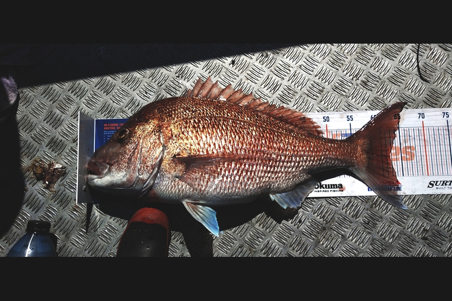 Melanie Pzpuni caught this 62.5cm Snapper at Opotiki during The Hirepool Baitmates Fishing Comp