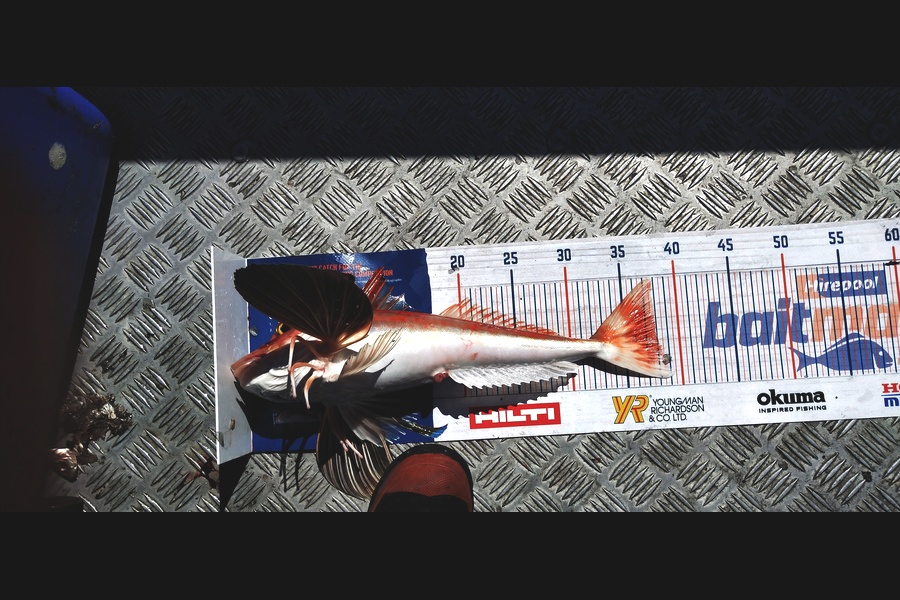 Melanie Pzpuni caught this 38cm Gurnard at Opotiki during The Hirepool Baitmates Fishing Comp