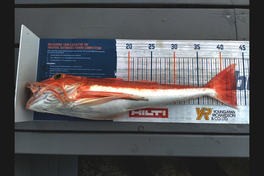 casey seerup caught this 43cm Gurnard at Raglan during The Hirepool Baitmates Fishing Comp