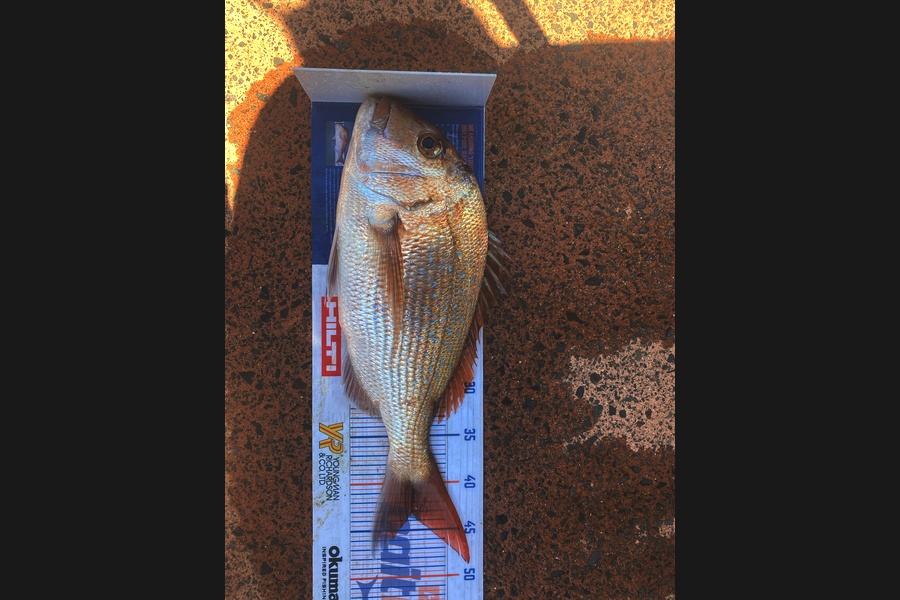 Shawn Beer caught this 43cm Snapper at Pauanui  during The Hirepool Baitmates Fishing Comp