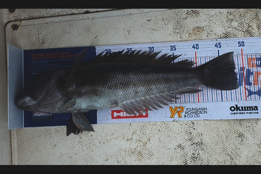 Brendan Kelly caught this 48cm Blue Cod at wellington during The Hirepool Baitmates Fishing Comp