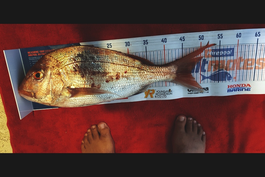Dreese Williams caught this 47cm Snapper at Little Barrier during The Hirepool Baitmates Fishing Comp