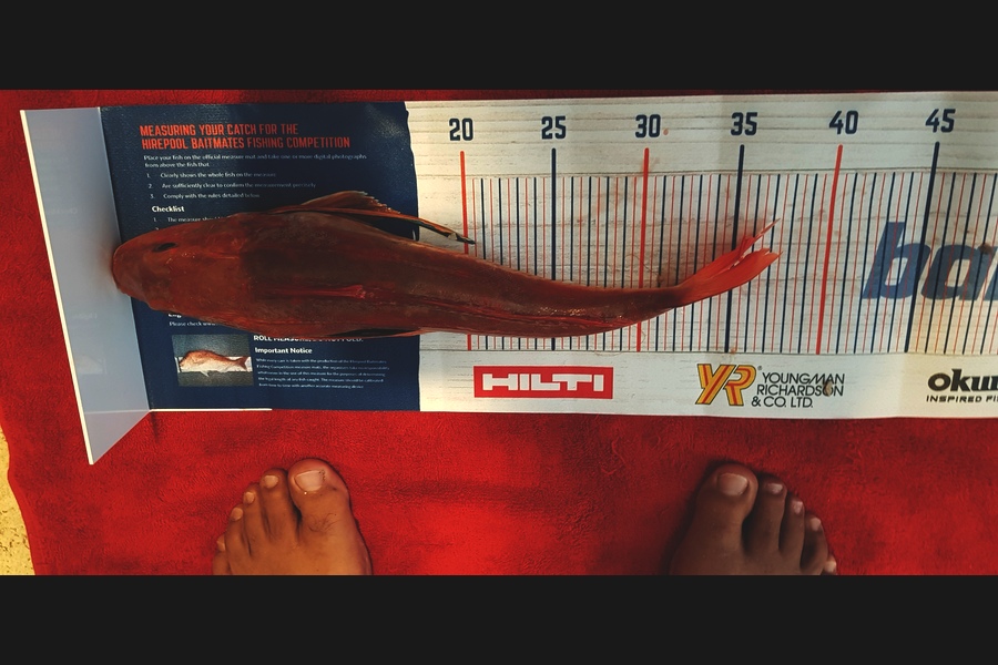 Dreese Williams caught this 35.0cm Gurnard at Little Barrier during The Hirepool Baitmates Fishing Comp