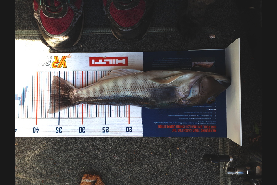 Stacey Gillespie caught this 37cm Blue Cod at D'Urville Island during The Hirepool Baitmates Fishing Comp