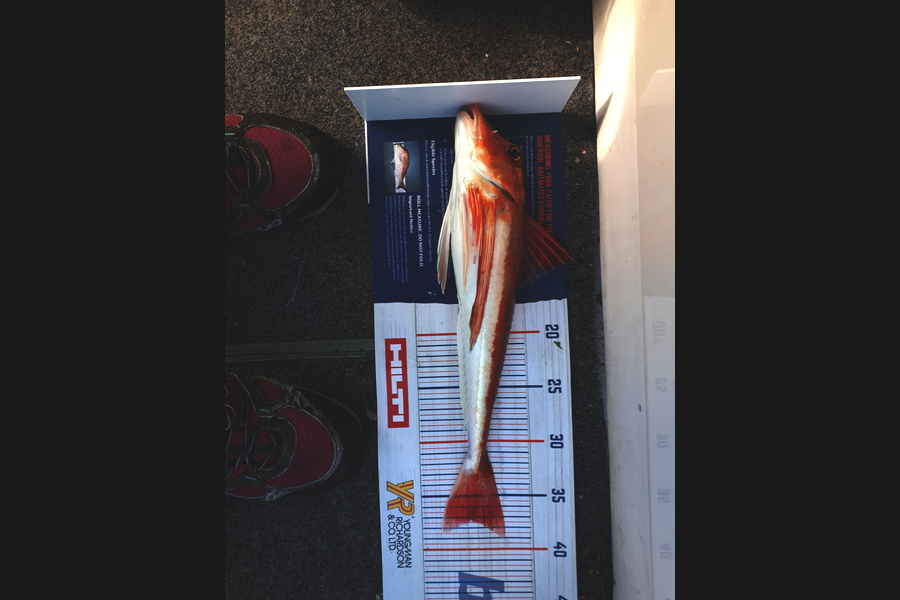 Stacey Gillespie caught this 37cm Gurnard at Okiwi Bay during The Hirepool Baitmates Fishing Comp