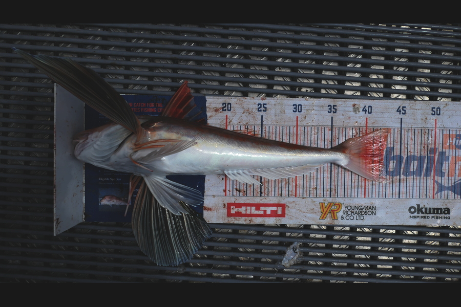 Jayden Emtage caught this 42.5cm Gurnard at Kaipara harbour during The Hirepool Baitmates Fishing Comp