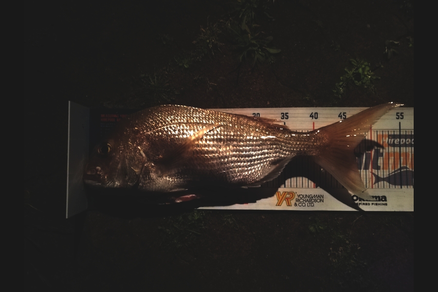 Dekorey Edwards caught this 46.5cm Snapper at Coromandel  during The Hirepool Baitmates Fishing Comp