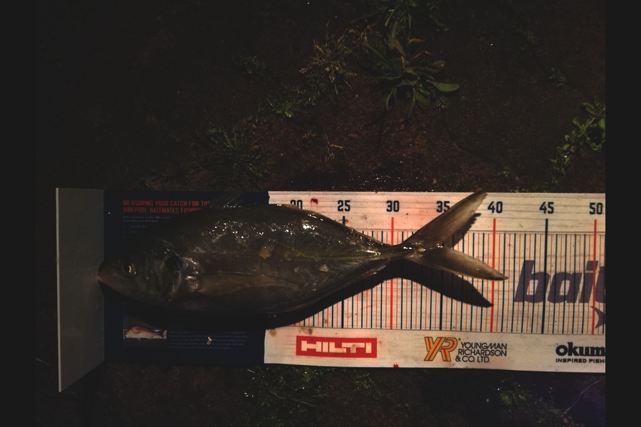 Raymond Edwards caught this 34.5cm Trevally at Coromandel  during The Hirepool Baitmates Fishing Comp