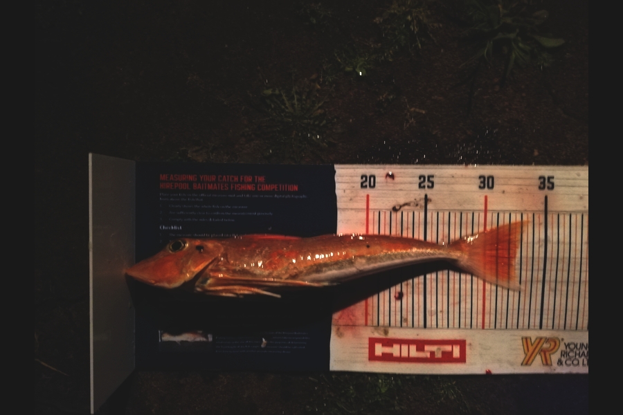 Raymond Edwards caught this 32.5cm Gurnard at Coromandel  during The Hirepool Baitmates Fishing Comp