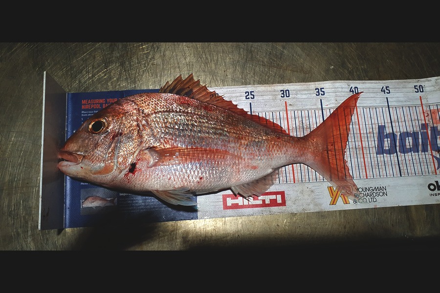 Jesse Jackson caught this 37cm Snapper at Kawakawa Bay during The Hirepool Baitmates Fishing Comp