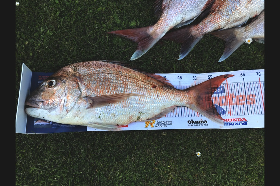Renea Wheeler caught this 54.5cm Snapper at Raglan  during The Hirepool Baitmates Fishing Comp