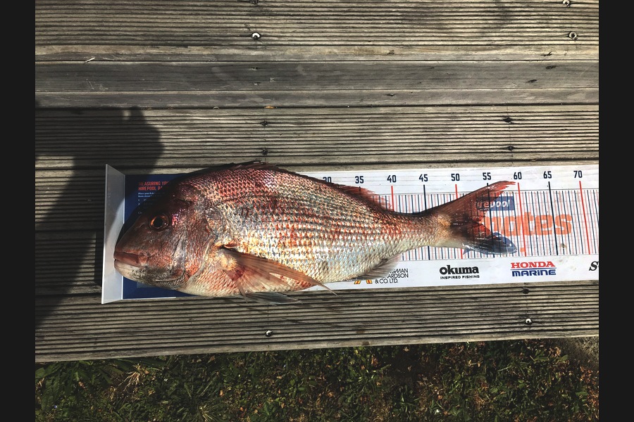 Renea Wheeler caught this 52.5cm Snapper at Coromandal  during The Hirepool Baitmates Fishing Comp