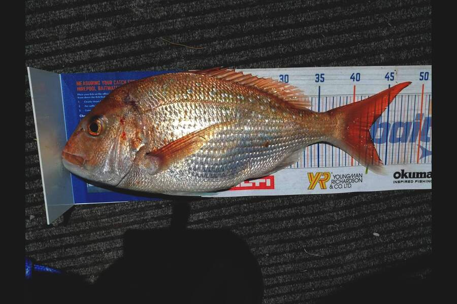 Stephanie King caught this 42cm Snapper at Ruakaka  during The Hirepool Baitmates Fishing Comp