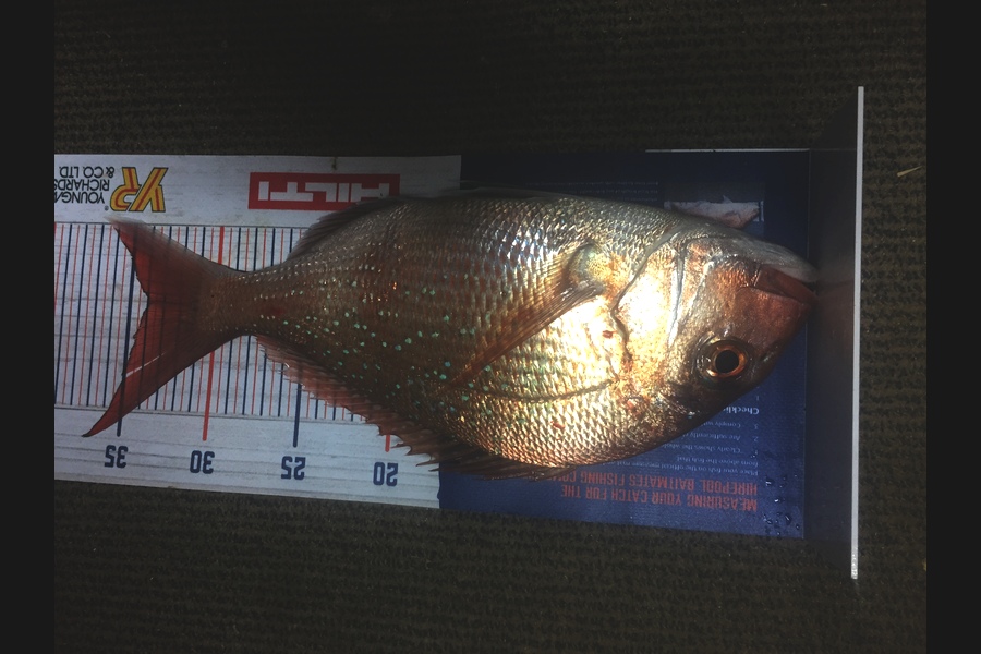 Carey Gordon caught this 34cm Snapper at Tauranga  during The Hirepool Baitmates Fishing Comp