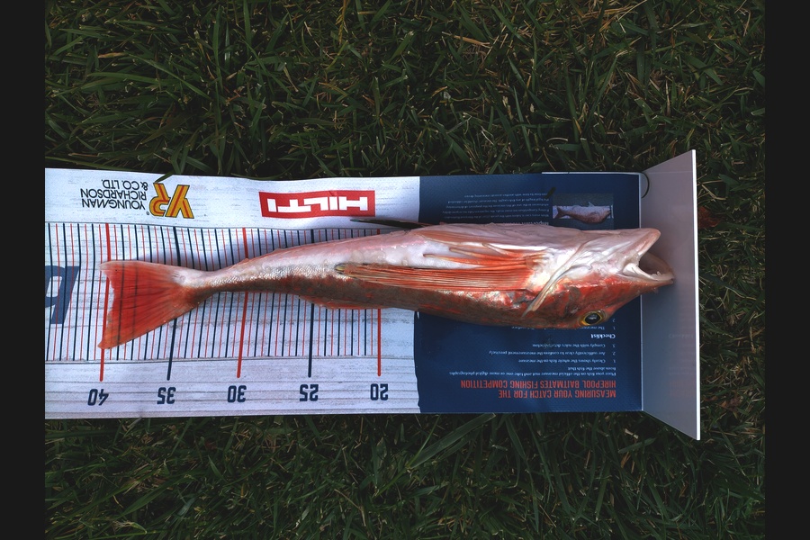 Ian Cooke caught this 39.5cm Gurnard at Kawau during The Hirepool Baitmates Fishing Comp