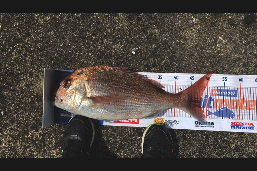 Stephen Smith caught this 47.5cm Snapper at Thames during The Hirepool Baitmates Fishing Comp