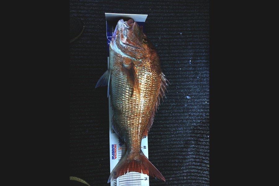 Brandon Hull caught this 71cm Snapper at Bay of islands during The Hirepool Baitmates Fishing Comp