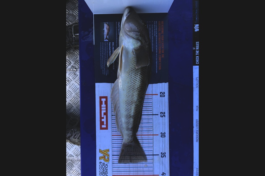 Bob Lewis caught this 37cm Blue Cod at Motiti Island during The Hirepool Baitmates Fishing Comp