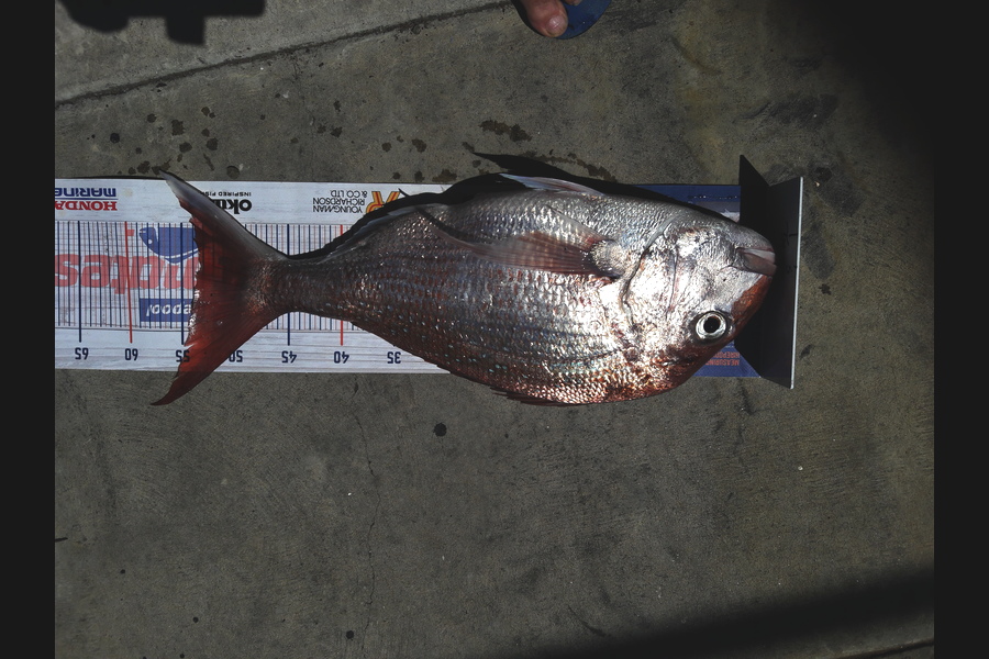 Mike Stainthorpe caught this 53.5cm Snapper at Whakatane during The Hirepool Baitmates Fishing Comp