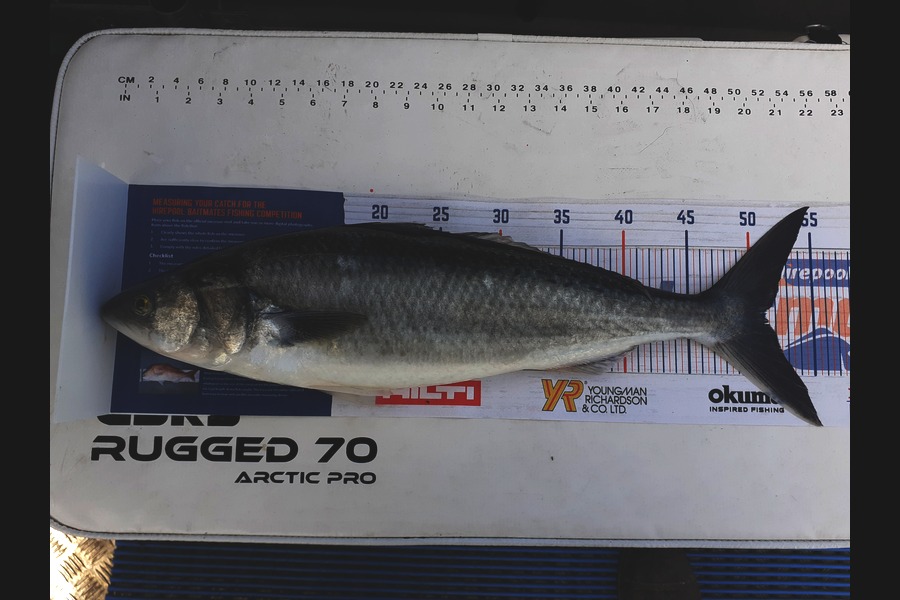 REECE TAWHARU caught this 51cm Kahawai at Foxton during The Hirepool Baitmates Fishing Comp