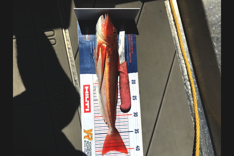 David Monagan caught this 40cm Gurnard at Pourerere  during The Hirepool Baitmates Fishing Comp
