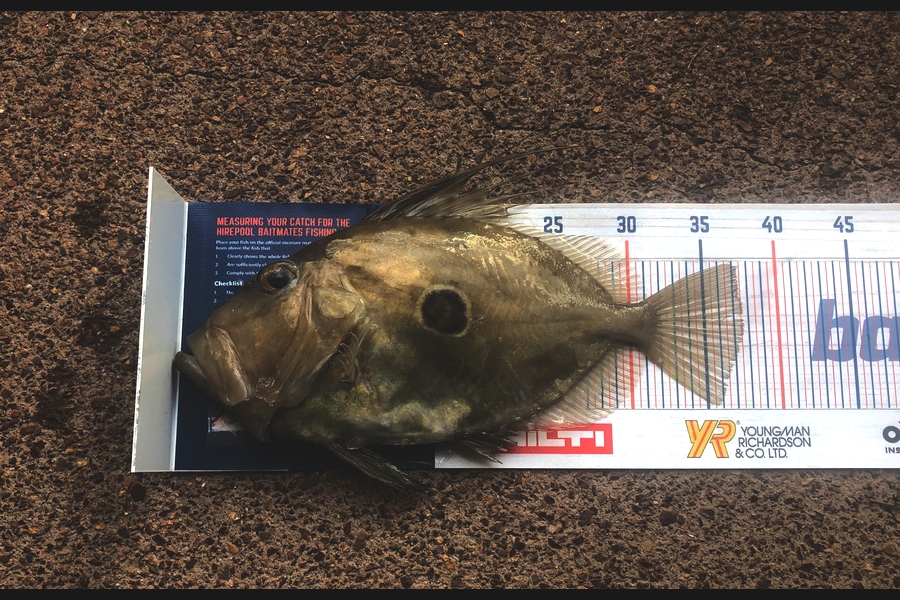 Erin Mcloughlin caught this 37.5cm John Dory at Hauraki gulf during The Hirepool Baitmates Fishing Comp