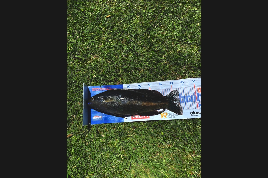 Mark Law caught this 42.5cm Butterfish at Te Kaha  during The Hirepool Baitmates Fishing Comp