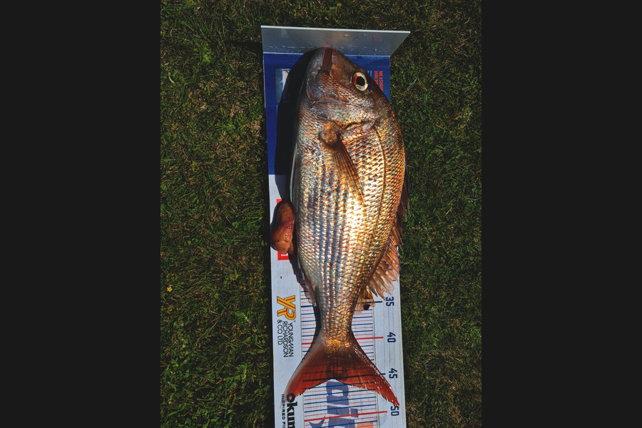 Ricky  Blanken caught this 45cm Snapper at Tairua during The Hirepool Baitmates Fishing Comp