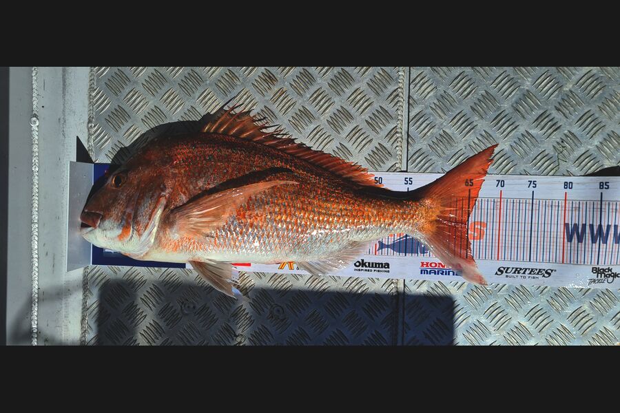 Alton King caught this 64.5cm Snapper at Anchorite during The Hirepool Baitmates Fishing Comp