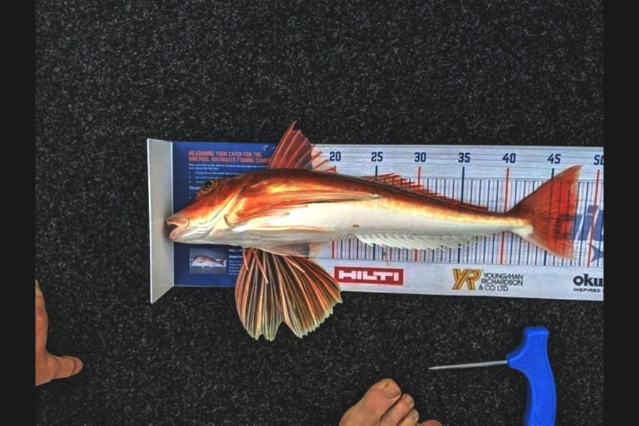Paul Keown caught this 47.5cm Gurnard at Tauranga  during The Hirepool Baitmates Fishing Comp