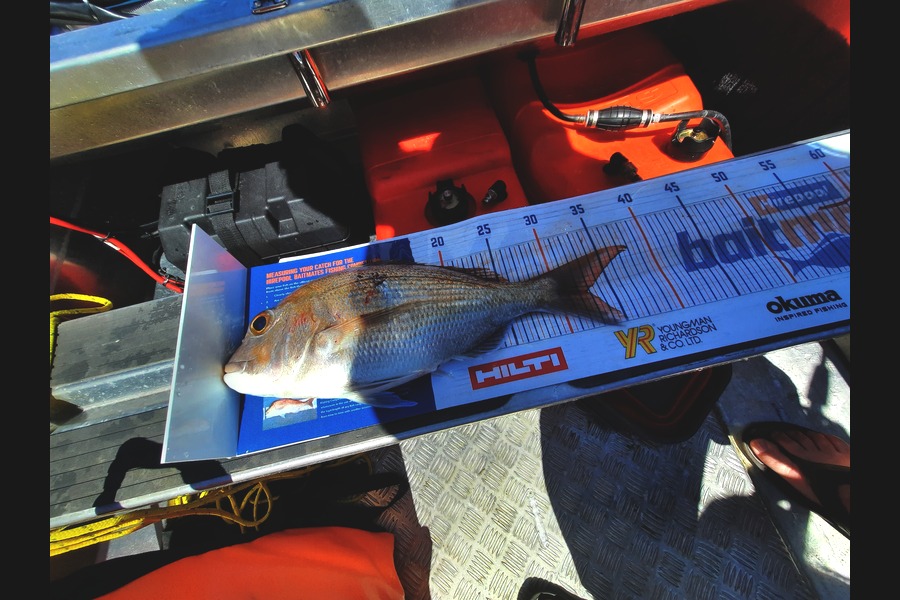 Mark Devantier  caught this 32.5cm Snapper at Firth of Thames during The Hirepool Baitmates Fishing Comp
