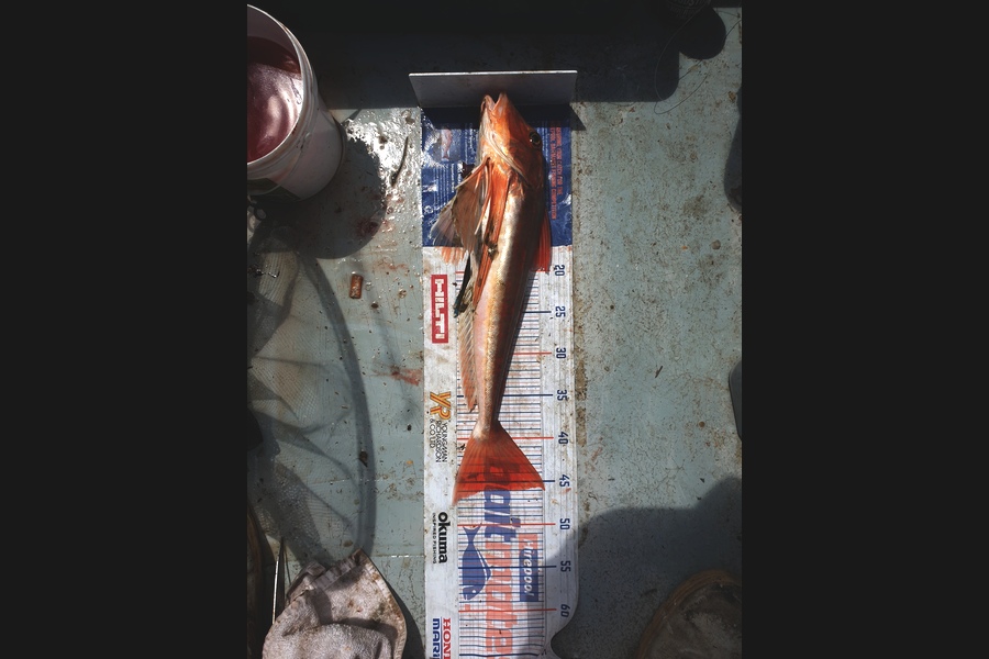 Tayler Flavell caught this 46cm Gurnard at manukau during The Hirepool Baitmates Fishing Comp