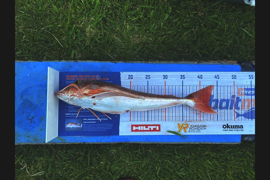 Corey Proffit caught this 42.5cm Gurnard at Mokau during The Hirepool Baitmates Fishing Comp