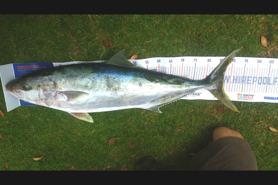 Wayne Hickman caught this 87.5cm Kingfish at Far North  during The Hirepool Baitmates Fishing Comp