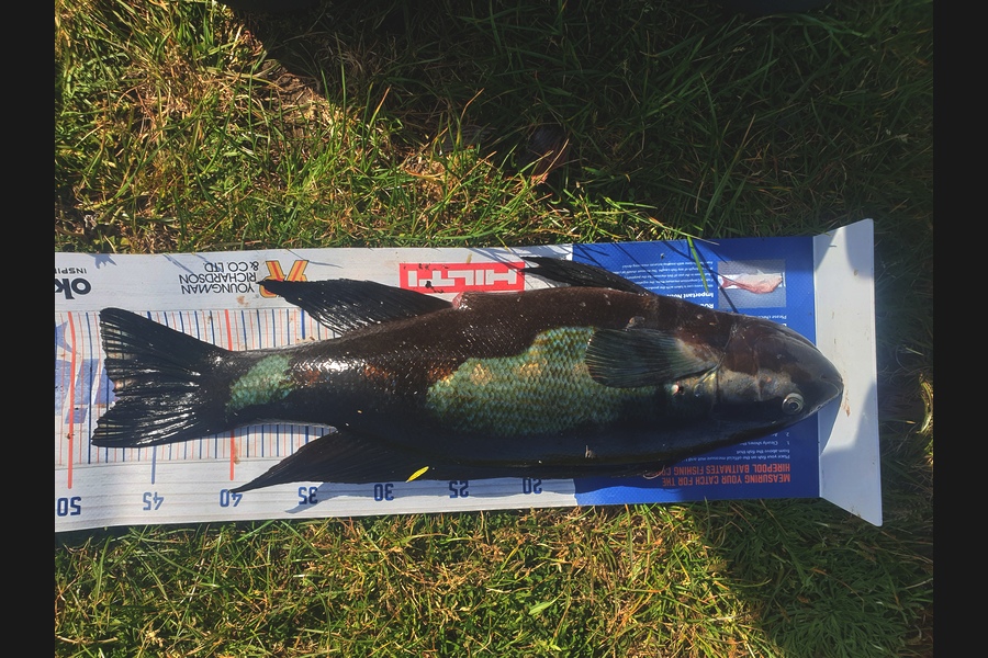Rodney Niven caught this 47.5cm Butterfish at Wellington  during The Hirepool Baitmates Fishing Comp
