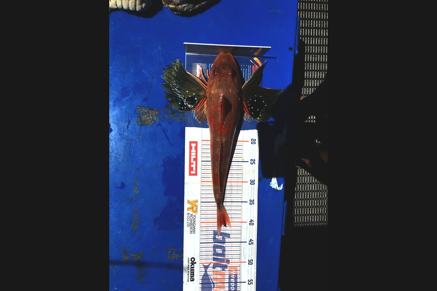 Todd Warmington  caught this 40.5cm Gurnard at Whangarei  during The Hirepool Baitmates Fishing Comp