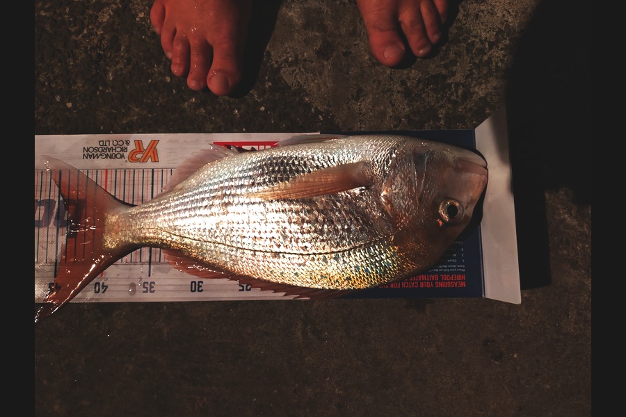 Andrew Cornelder caught this 43.5cm Snapper at Tauranga during The Hirepool Baitmates Fishing Comp